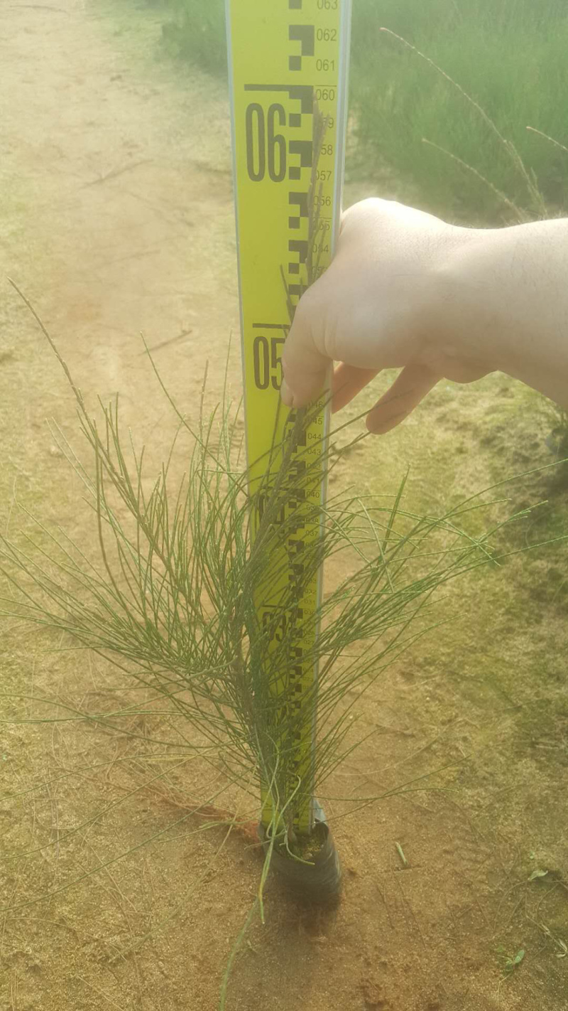 木麻黄，黑杯，中袋，美植袋，批发