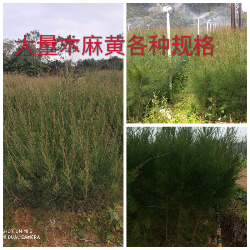 木麻黄，黑杯，中袋，美植袋，批发