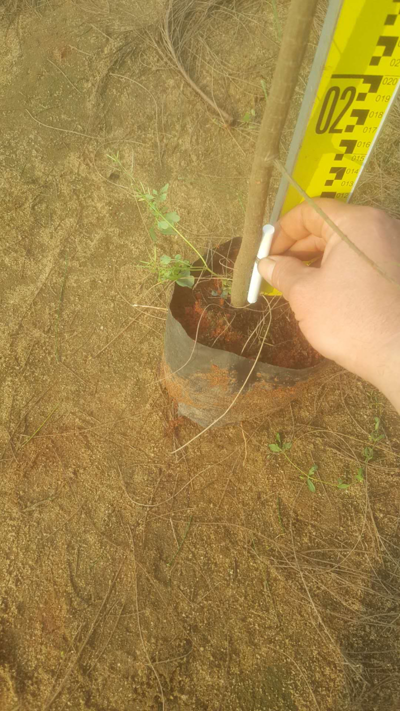 木麻黄，黑杯，中袋，美植袋，批发
