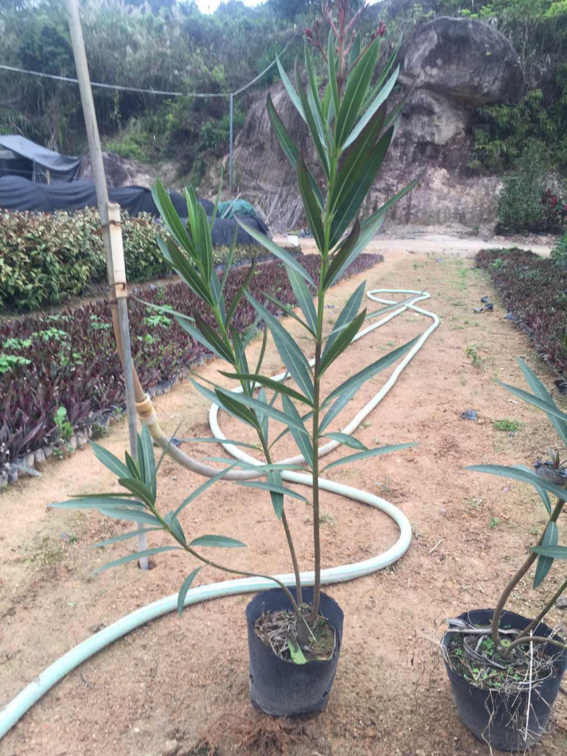 夹竹桃黑杯，高度50-100，批发