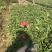 大花芦莉中袋，高度20-30