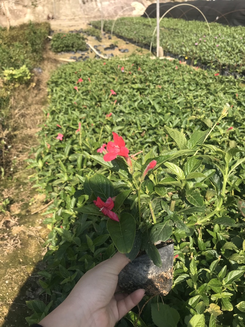 大花芦莉中袋，高度20-30