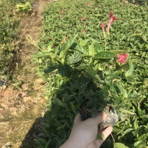 大花芦莉中袋，高度20-30
