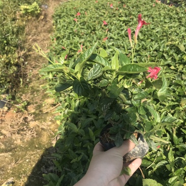 大花芦莉中袋，高度20-30