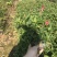 大花芦莉中袋，高度20-30