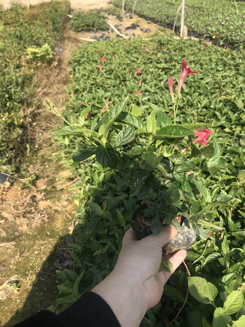 大花芦莉中袋，高度20-30