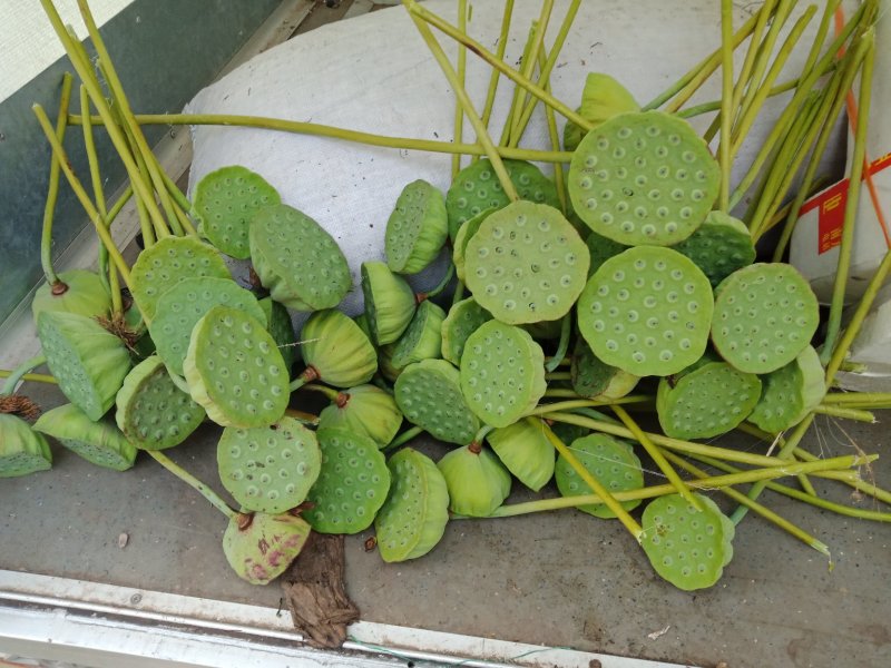 精选新鲜莲蓬水果莲蓬大量供应电商一件代发