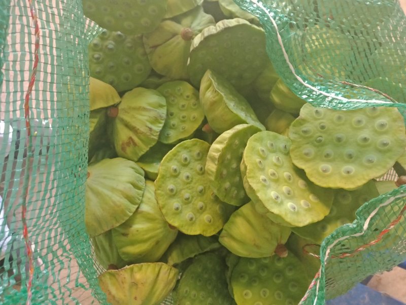 精选新鲜莲蓬水果莲蓬大量供应电商一件代发