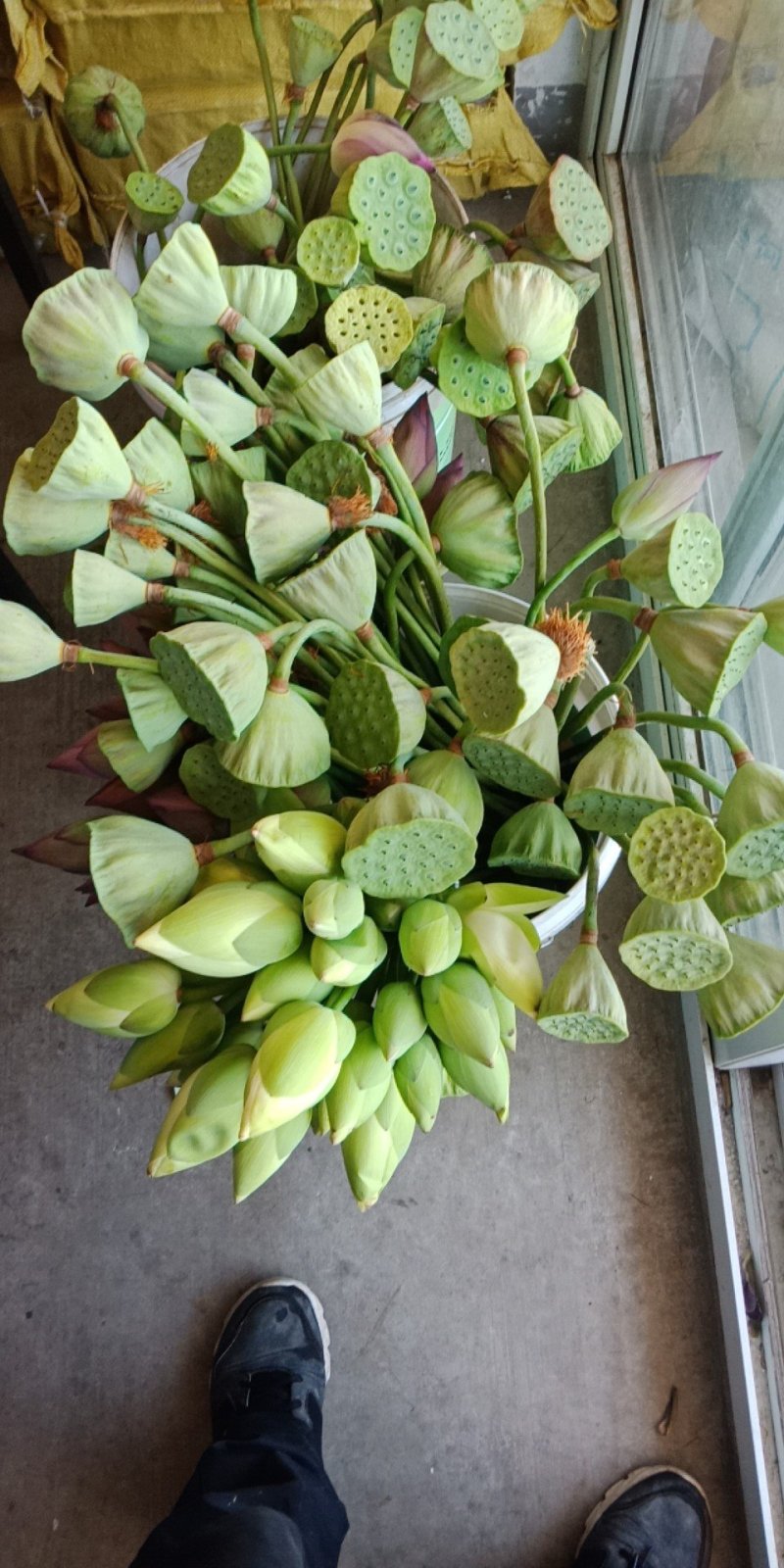 精选新鲜莲蓬水果莲蓬大量供应电商一件代发
