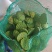 精选新鲜莲蓬水果莲蓬大量供应电商一件代发