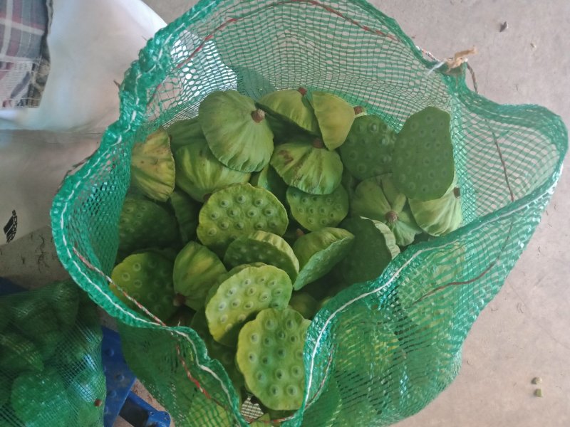 精选新鲜莲蓬水果莲蓬大量供应电商一件代发