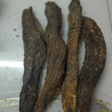 内蒙古阿拉善盟野生肉苁蓉