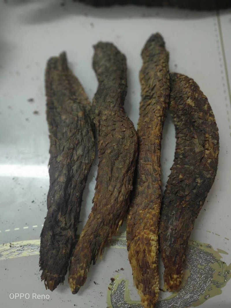 内蒙古阿拉善盟野生肉苁蓉