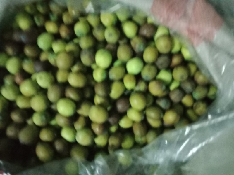 白莲子新鲜老莲子花莲草莲新鲜莲子鲜莲