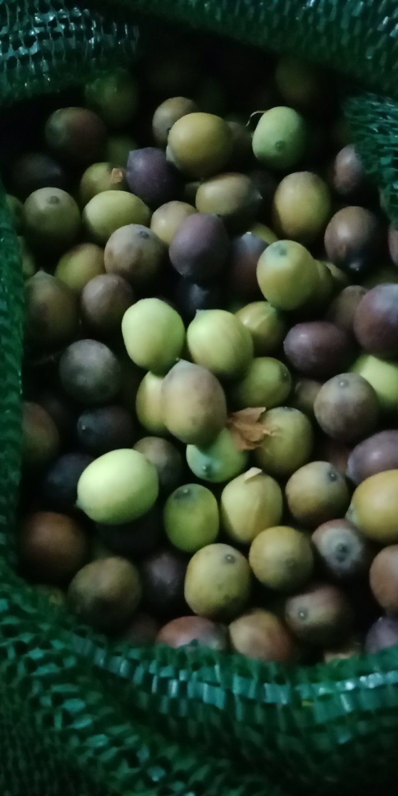 白莲子新鲜老莲子花莲草莲新鲜莲子鲜莲