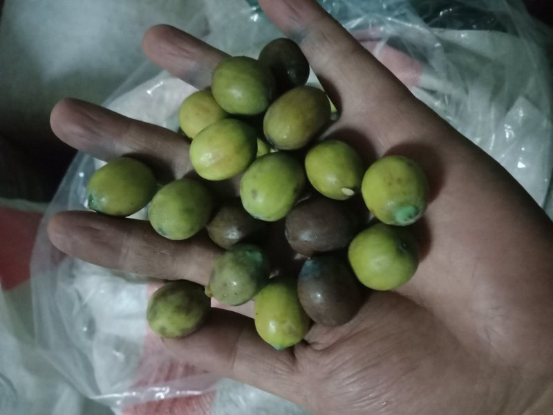 白莲子新鲜老莲子花莲草莲新鲜莲子鲜莲