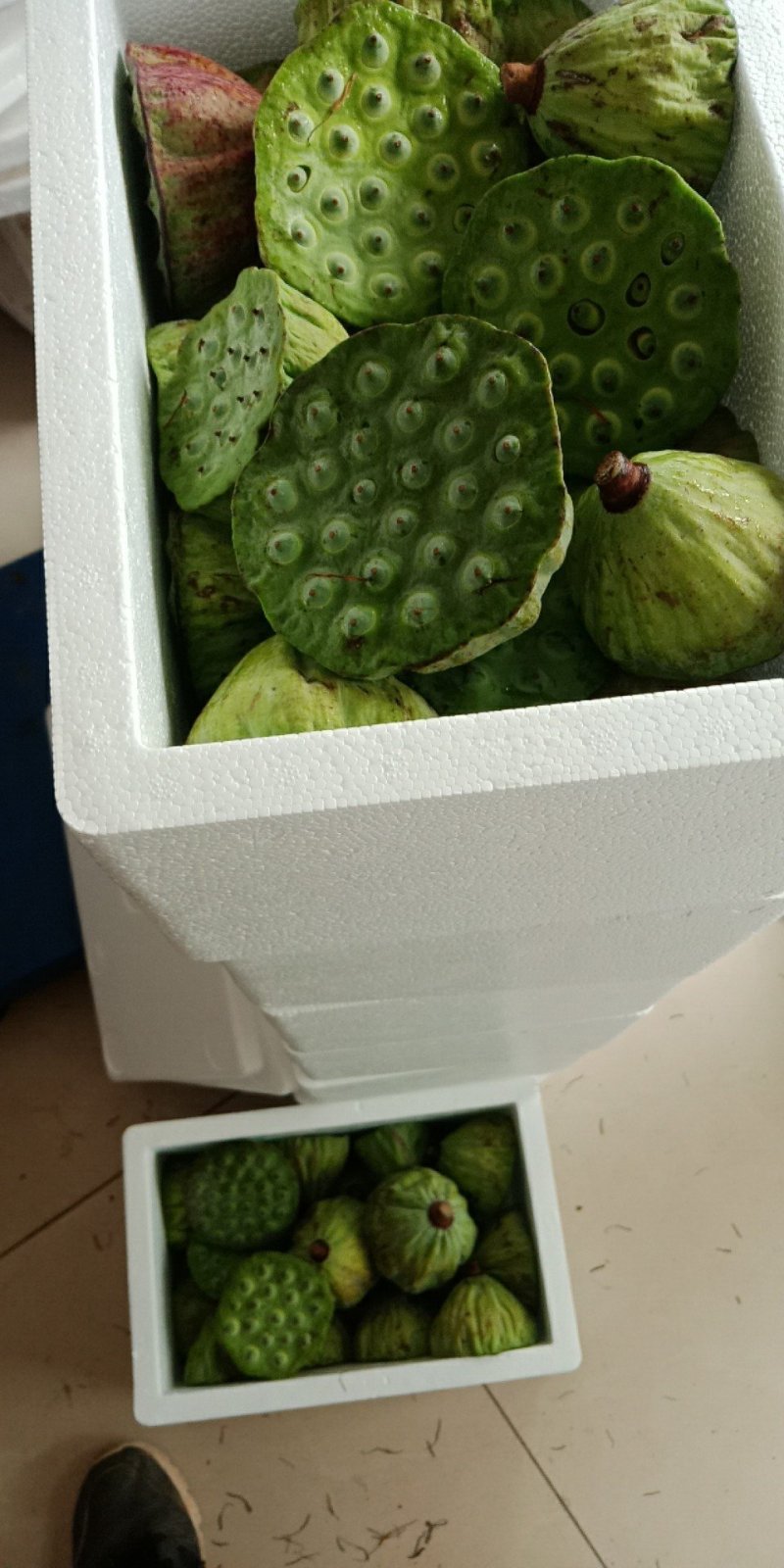 莲蓬新鲜莲蓬水果莲蓬大量供应电商一件代发