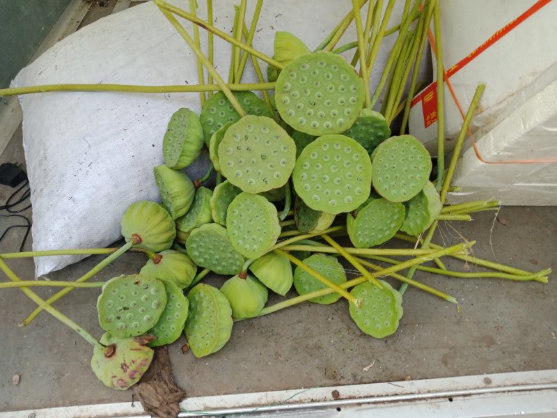 莲蓬新鲜莲蓬水果莲蓬大量供应电商一件代发