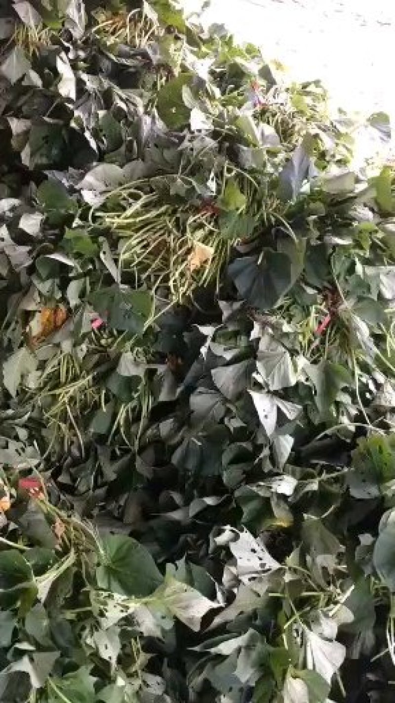海南澄迈桥头地瓜脱毒苗板栗红薯苗高系14日式板栗薯苗