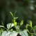 绿茶一级翠茗一级银丝普洱茶银丝滇绿