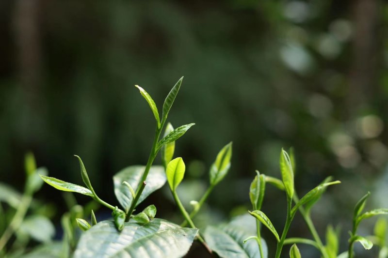 绿茶一级翠茗一级银丝普洱茶银丝滇绿