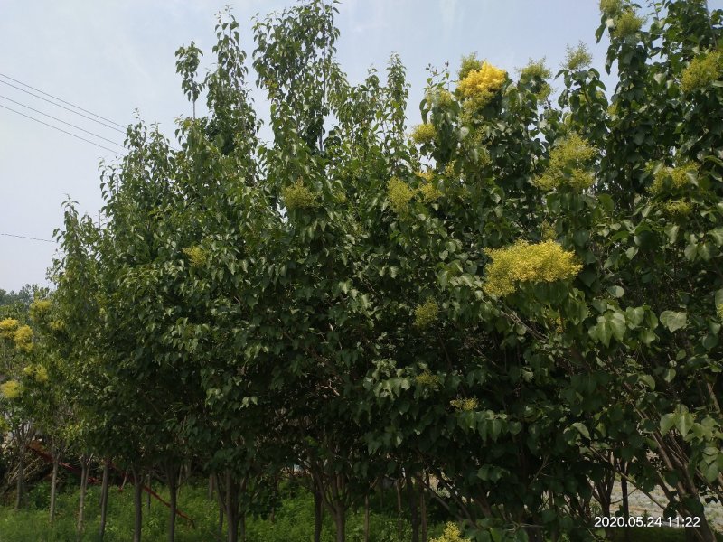 黄丁香，丁香树，金园丁香，北京丁香，潍坊，接穗嫁接条