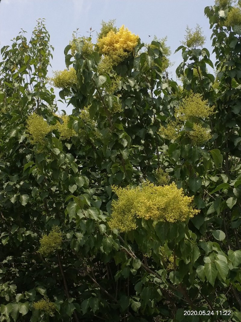 黄丁香，丁香树，金园丁香，北京丁香，潍坊，接穗嫁接条