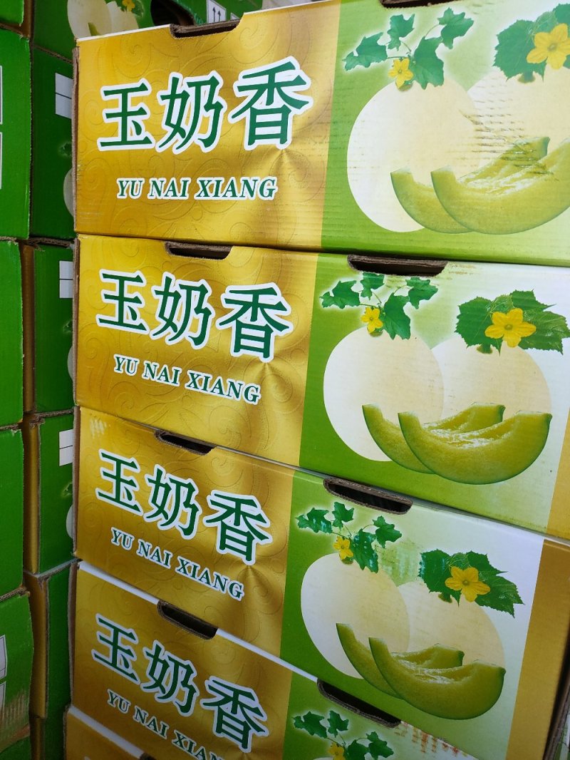 洋角密，博洋九号。东方蜜。花蕾。小蜜二五。