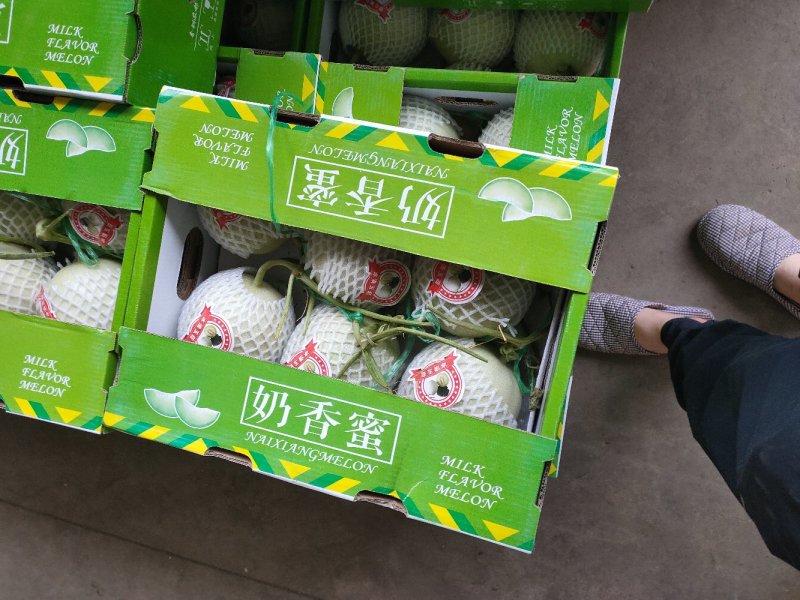 洋角密，博洋九号。东方蜜。花蕾。小蜜二五。