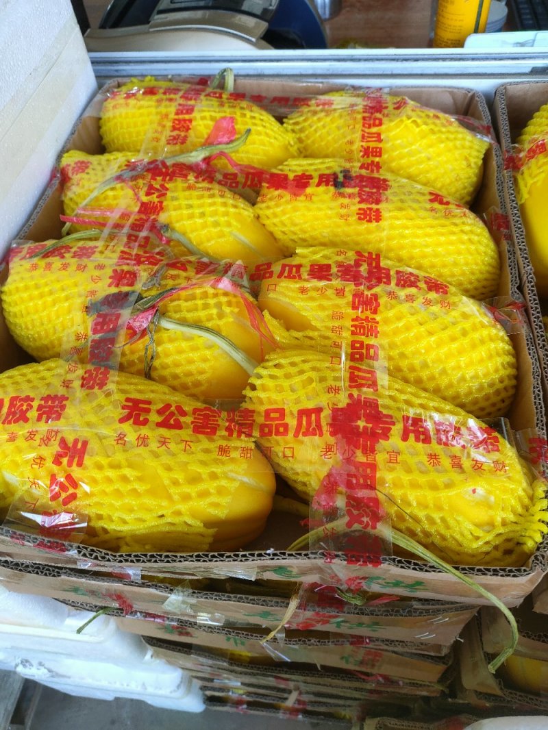 洋角密，博洋九号。东方蜜。花蕾。小蜜二五。