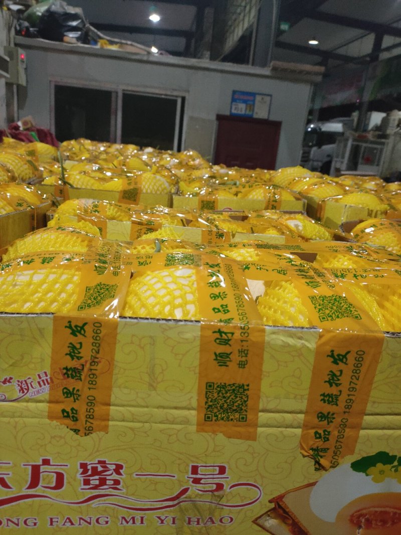 洋角密，博洋九号。东方蜜。花蕾。小蜜二五。