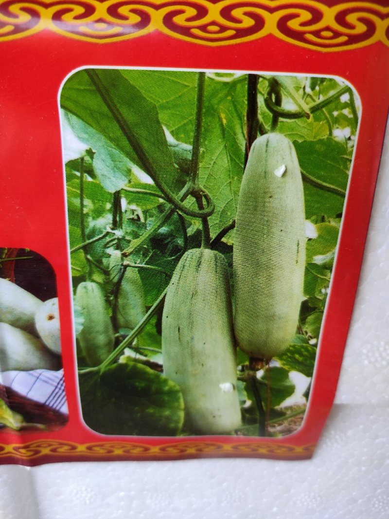 洋角密，博洋九号。东方蜜。花蕾。小蜜二五。