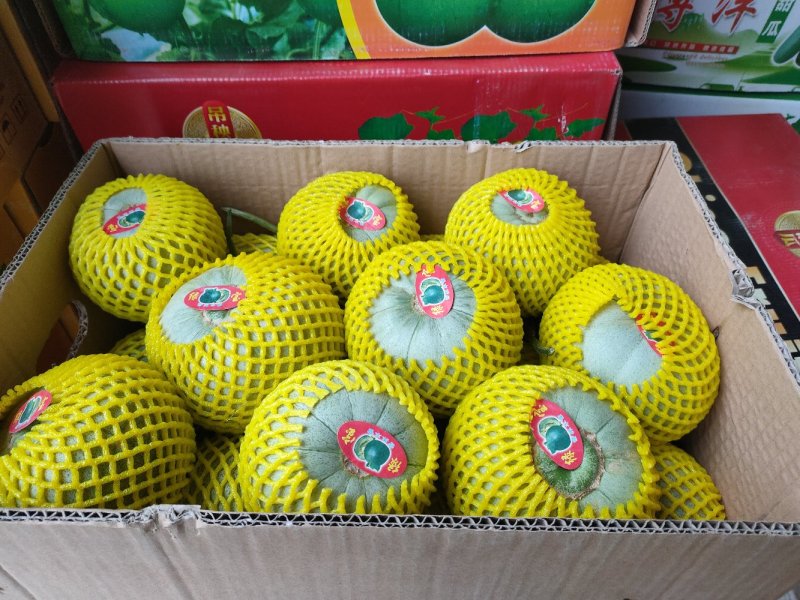 洋角密，博洋九号。东方蜜。花蕾。小蜜二五。