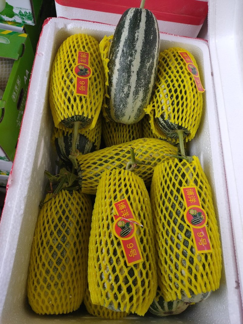 洋角密，博洋九号。东方蜜。花蕾。小蜜二五。
