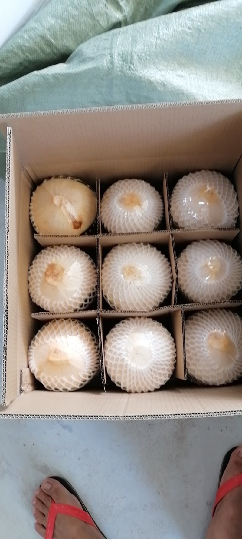 海南椰青，厂家直销，欢迎质询