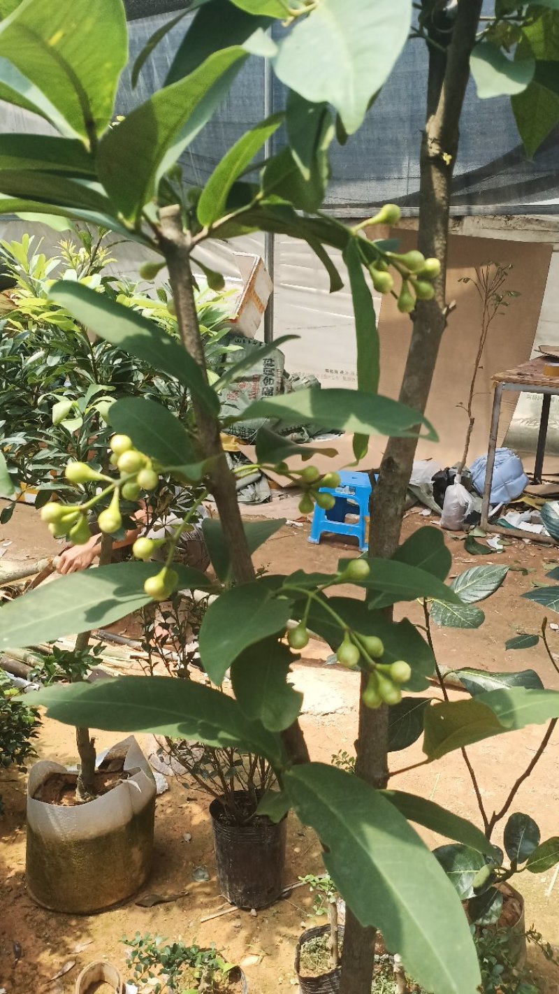 莲雾树苗台湾黑金刚嫁接大叶红莲雾果苗果树盆栽地栽芭比莲雾