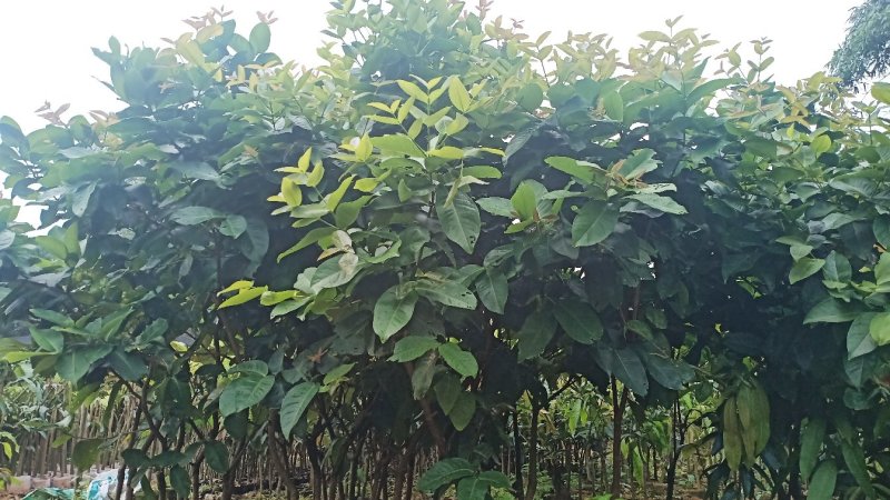 莲雾树苗台湾黑金刚嫁接大叶红莲雾果苗果树盆栽地栽芭比莲雾