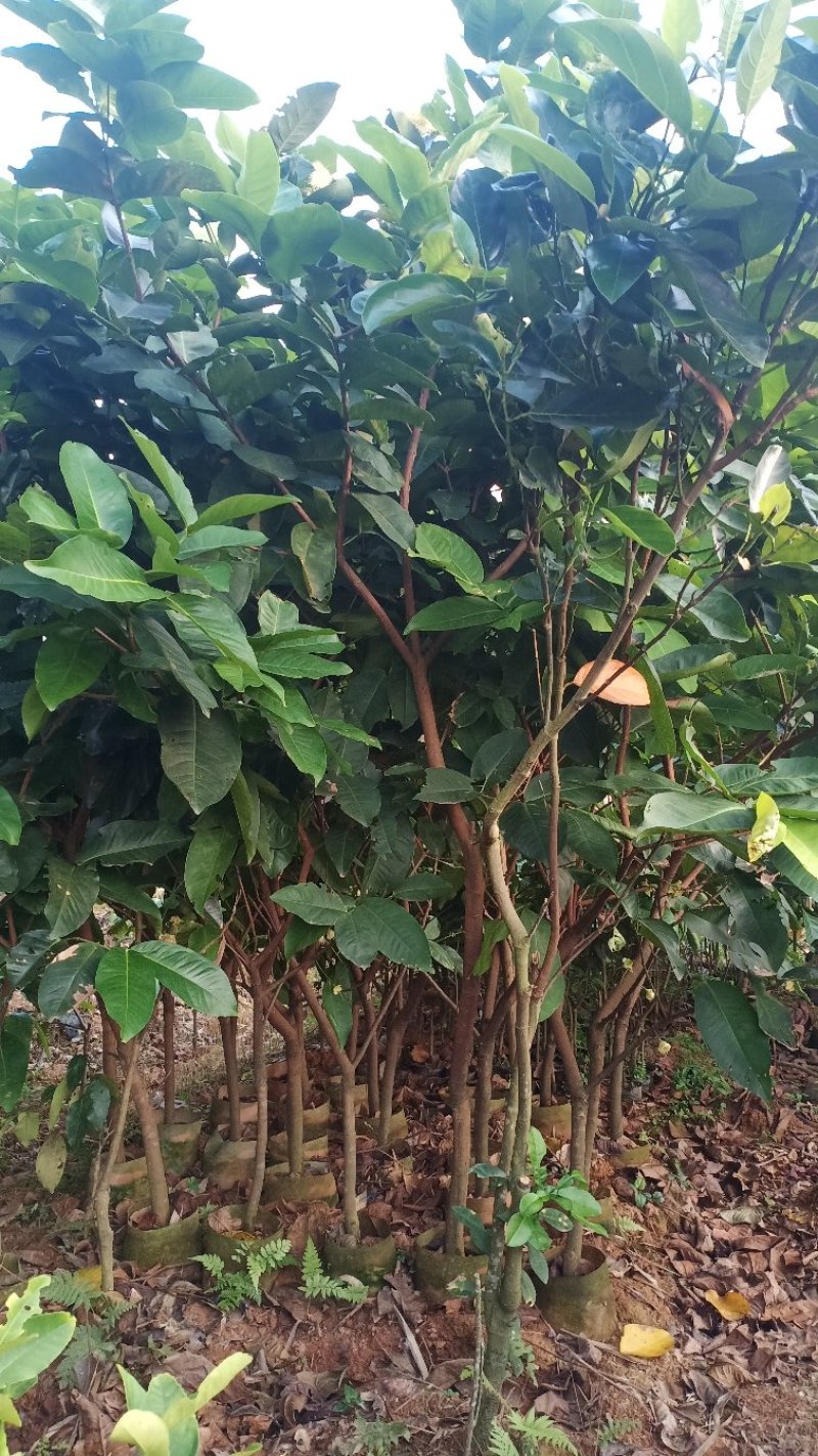 莲雾树苗台湾黑金刚嫁接大叶红莲雾果苗果树盆栽地栽芭比莲雾