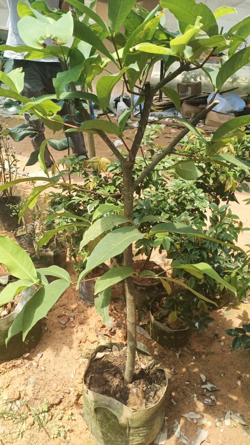 莲雾树苗台湾黑金刚嫁接大叶红莲雾果苗果树盆栽地栽芭比莲雾