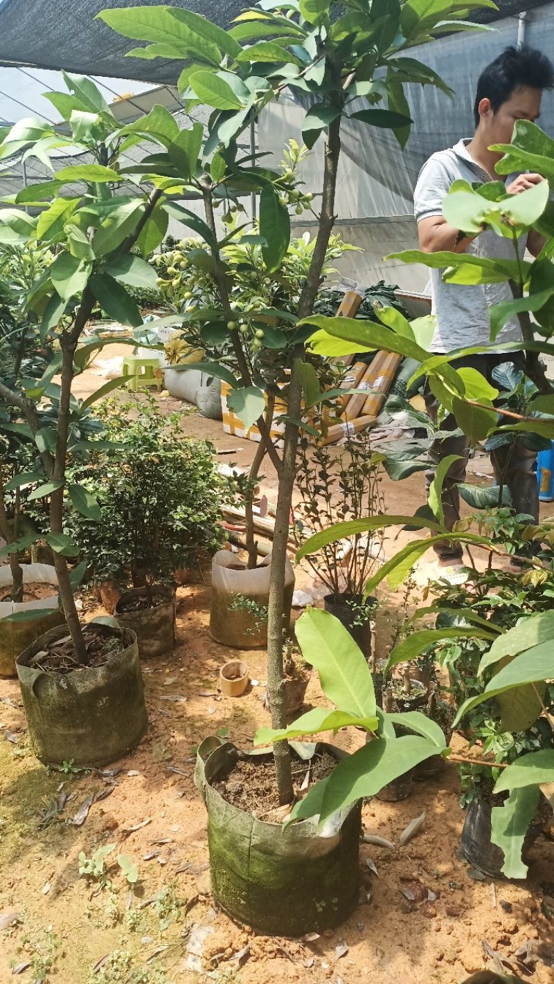 莲雾树苗台湾黑金刚嫁接大叶红莲雾果苗果树盆栽地栽芭比莲雾