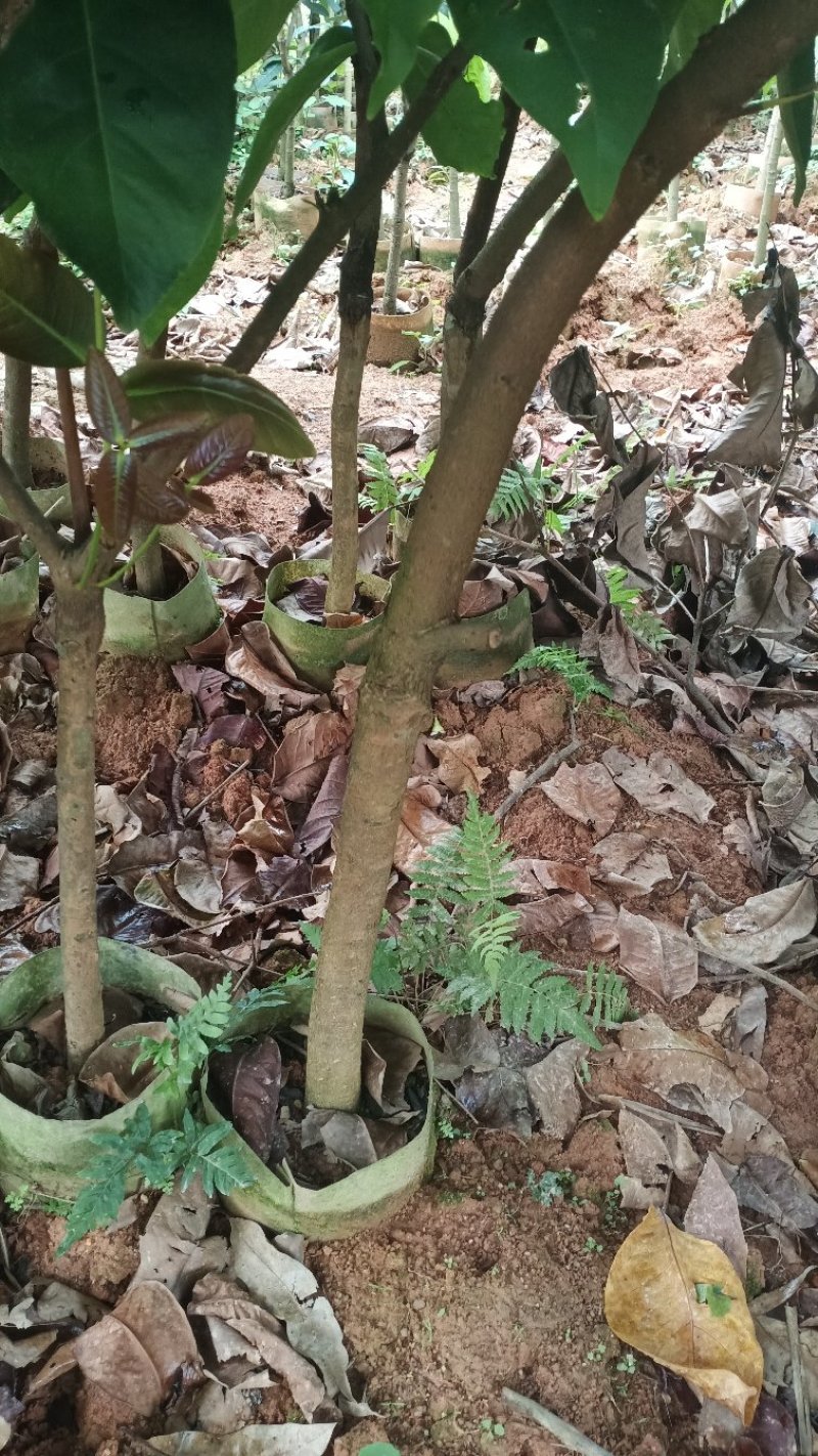 莲雾树苗台湾黑金刚嫁接大叶红莲雾果苗果树盆栽地栽芭比莲雾