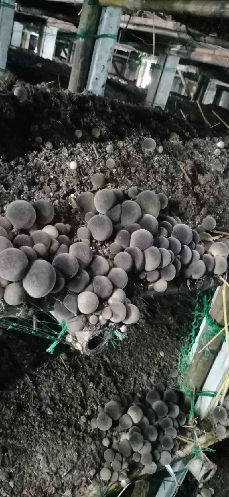 大量出售草菇