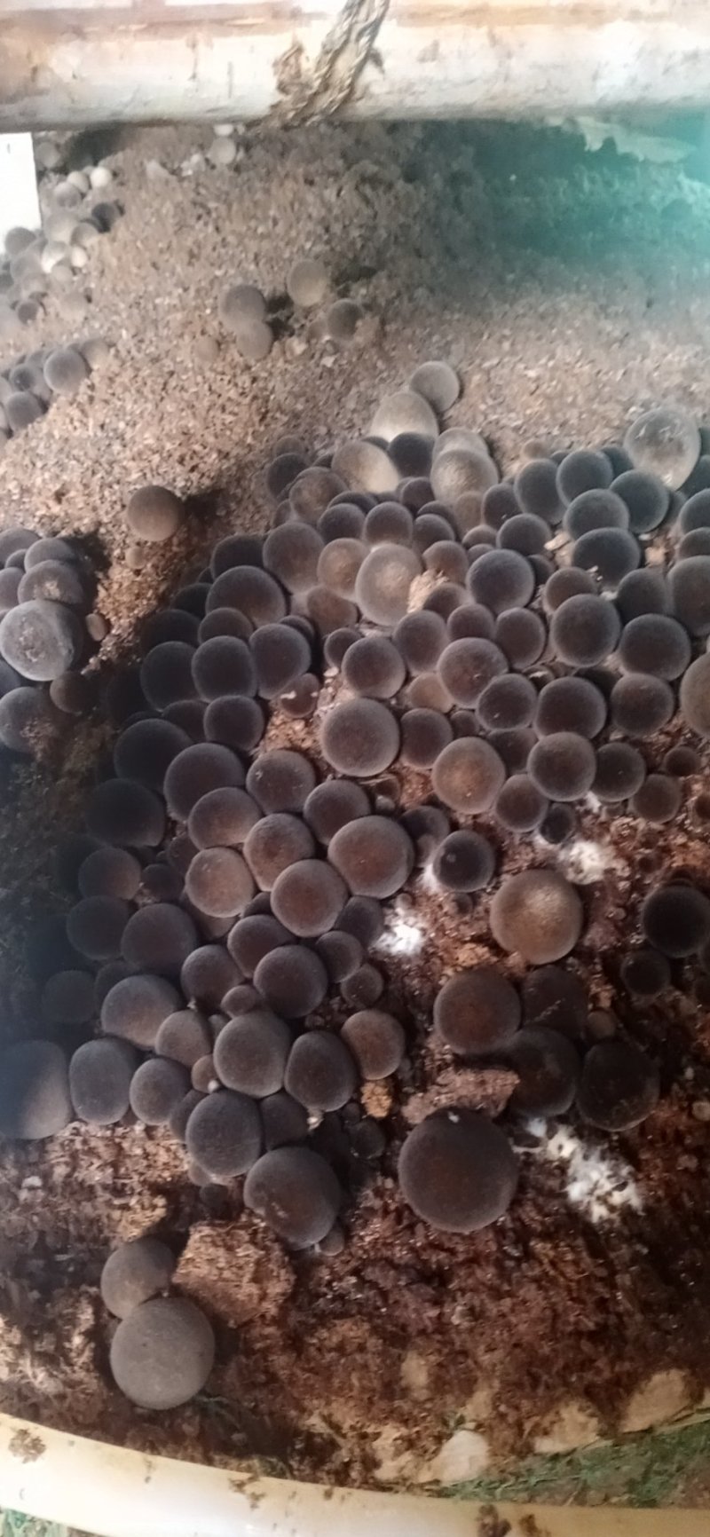 大量出售草菇