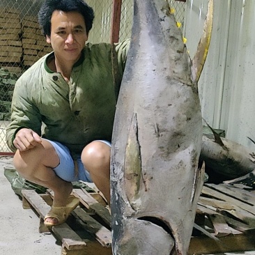 金枪鱼南海海域灯光捕捞，