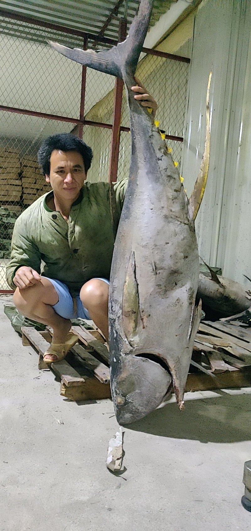 金枪鱼南海海域灯光捕捞，