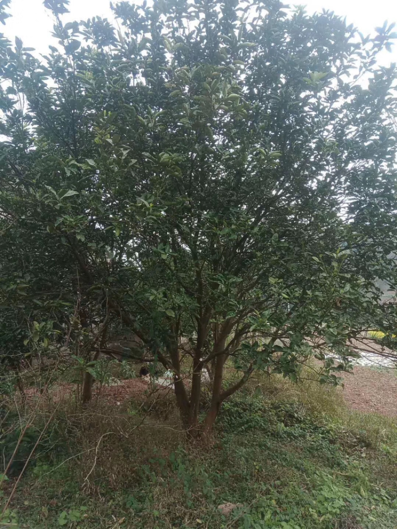 香泡