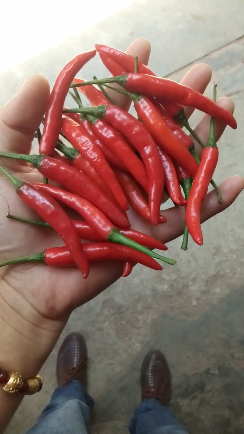 小米辣