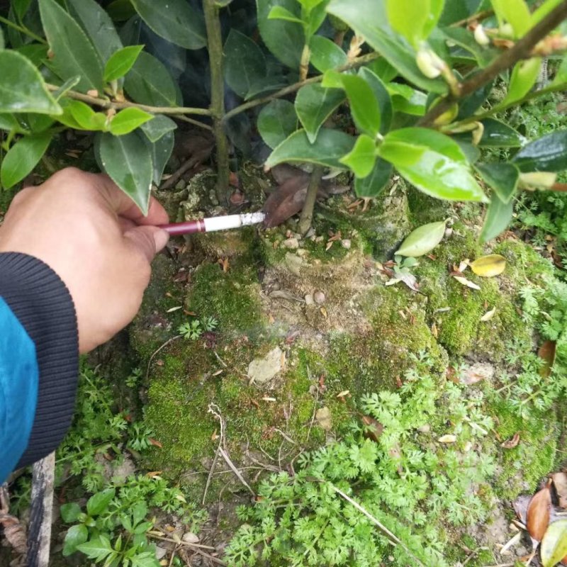 油茶苗。白花软枝嫁接油茶苗高产量的油茶品种