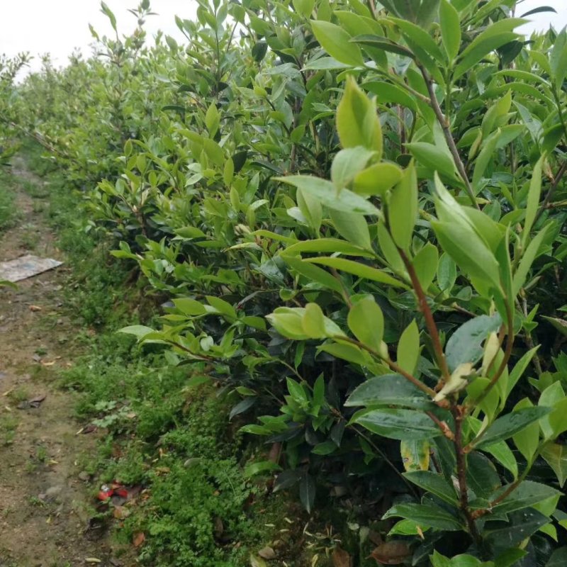 油茶苗。白花软枝嫁接油茶苗高产量的油茶品种