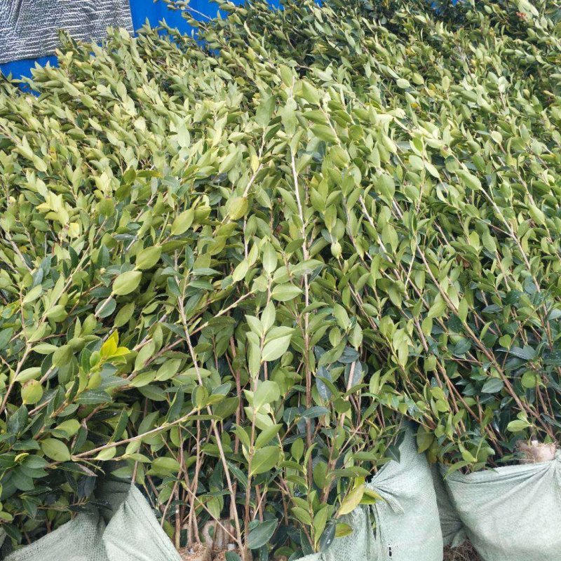 油茶苗。白花软枝嫁接油茶苗高产量的油茶品种